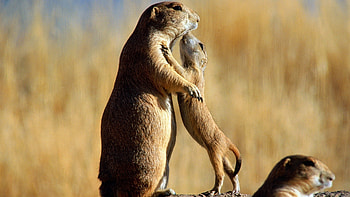 Animals, Rodents HD wallpaper