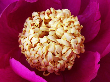 fuschia HD wallpaper