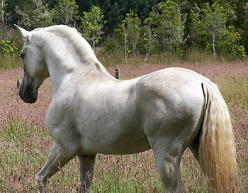 Beautiful Lusitan, horses, lusitan, portugal, grey HD wallpaper