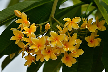 Loud , Floral beauty, Plumeria paradise, Striking colors HD wallpaper