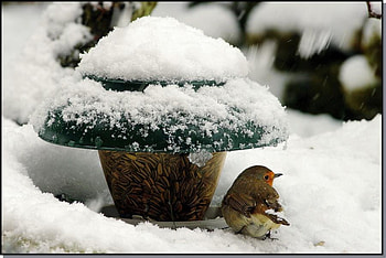 bird, winter, snow, cold, feeders HD wallpaper