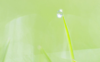 Grass, Plant, Macro, Sheet, Leaf, Drop HD wallpaper