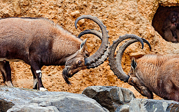 Animals, Mountain, Beard, Elevation, Horns, Goats, Hooves, Hoof HD wallpaper