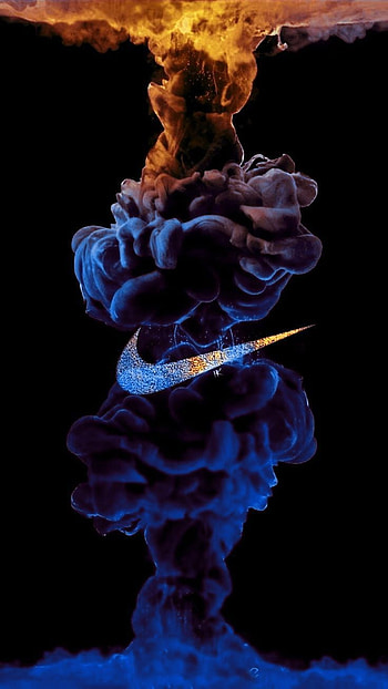 Nike, marine biology, petal HD phone wallpaper