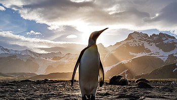 King penguin, Penguins HD wallpaper
