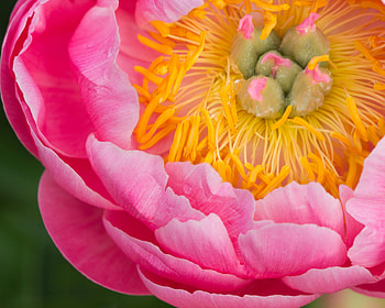 Flower, Macro, Petals, Stamens, Pion, Peony HD wallpaper