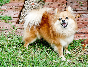 Animals, Grass, Fluffy, Dog, Spitz HD wallpaper