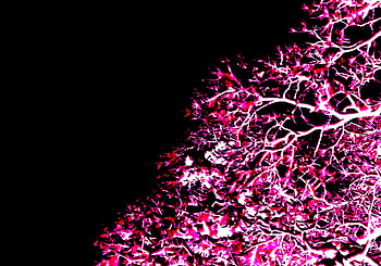 Tree, Glow in the Dark HD wallpaper