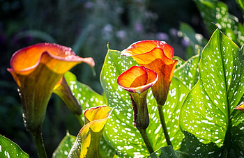 Calla Lily, background, Nature's elegance, Flower's charm HD wallpaper