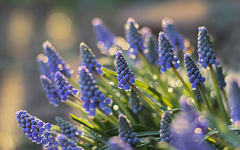 Muscari, purple wildflowers, grape hyacinth, background with Muscari, beautiful flowers, spring flowers HD wallpaper