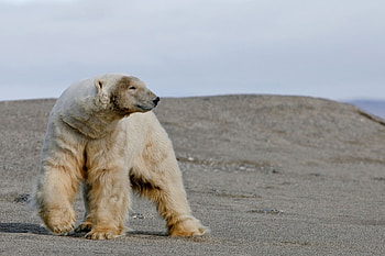 Polar bear, Wrangel Island, Asia, Russis, Bear HD wallpaper