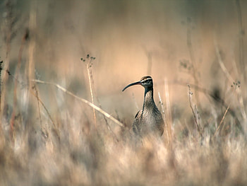 Animals, Birds HD wallpaper