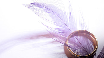 Purple feather, Gold ring, , tablet HD wallpaper