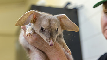 Macrotis (Bilby), Breeding season, Bilby reproduction, Life cycle HD wallpaper