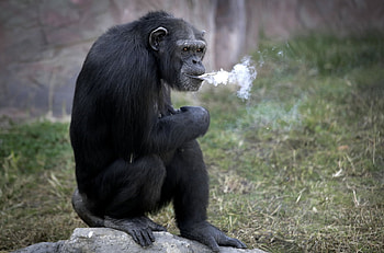 Gotta light..., Chimpanzee, She does not inhale, Central Zoo, October 2016, Pyongyang, 19 years old, Female, North Korea HD wallpaper