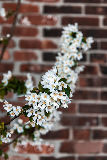Flowers, Branch, Bird Cherry HD phone wallpaper