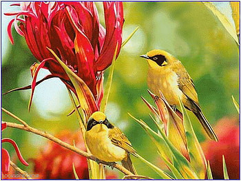Feathers, birds, red, flowers, yellow and black, forest HD wallpaper