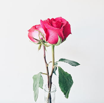 Close-up of fresh pink roses in a glass vase against a light background. HD wallpaper