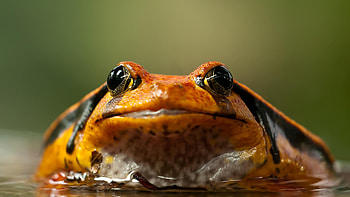 Black and orange frog, Striking contrast, Eye-catching colours, Unique appearance HD wallpaper