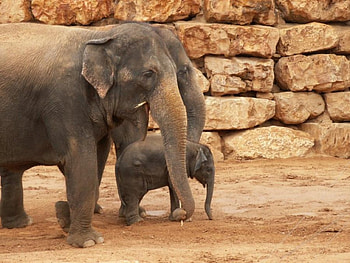Elephants Family, elephants, cool, family HD wallpaper