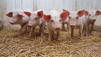 Pigs HD wallpaper