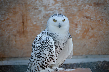 Animals, Bird, Predator, Snowy Owl, Snow Owl HD wallpaper