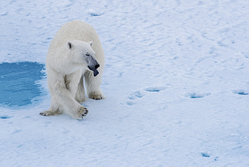 Animals, Water, Snow, Bear, Predator, Polar Bear HD wallpaper