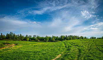 Vibrant rural landscape featuring green fields and a dramatic blue sky in summer. HD wallpaper