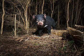 Tasmanian Devil genetics, Devil's fight against cancer, Wired article, Cancer research HD wallpaper