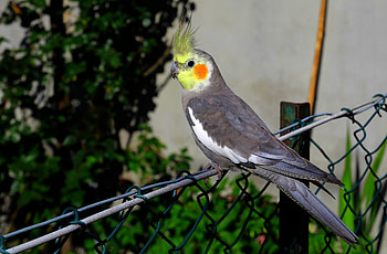 Cockatiel , Adorable bird companions, Feathered friends, Beautiful avian graphs HD wallpaper