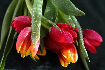 tulip bouquet, tulip, bouquet, flower, blooming, cute HD wallpaper