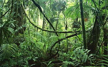 Cool jungle vibes, Jungle adventures, Screensaver delight, Nature's playground HD wallpaper