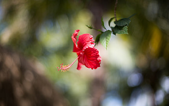 Hibiscus Flower - Stunning Nature Blossom, flower, hibiscus, nature HD wallpaper