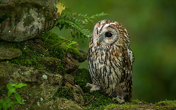 Little cutie, animal, bird, green, cute, nature, owl, little HD wallpaper