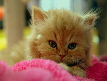 pisicik, pink, kitty HD wallpaper