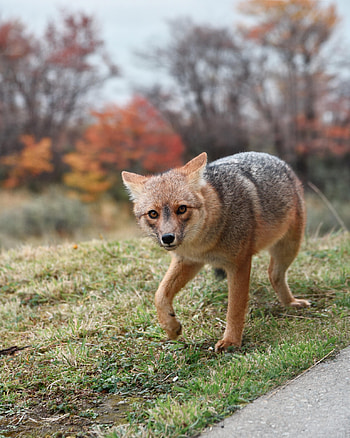 Animals, Fox, Predator, Sight, Opinion, Fright, Animal HD phone wallpaper