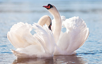 Swan, Animals, Native birds, Wildlife HD wallpaper