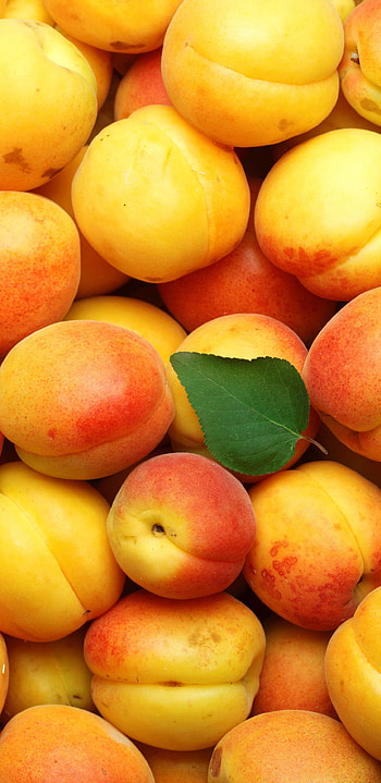 Apricot , backgrounds HD phone wallpaper
