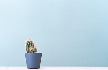 Plant, Miscellanea, Miscellaneous, Minimalism, Cactus HD wallpaper