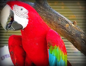 Natural Beauty, natural, birds, beautiful, zoo, animals, bright, red, dallas, parrot HD wallpaper