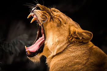 Lion Roaring , roar, lion, animals HD wallpaper