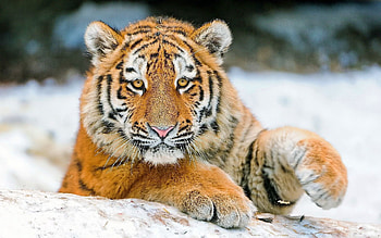 Animals, Young, Big Cat, Tiger, Paw HD wallpaper
