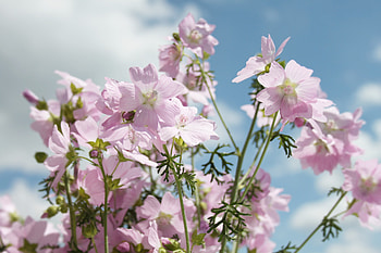 summer flowers (for coco), graphy, Gingerbread-heart, gift, bloom, summer, flower, clouds, flowers, sky, blossom HD wallpaper