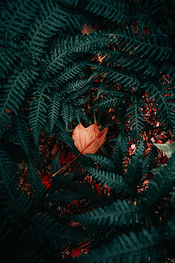 Nature, Plant, Fern, Foliage, Dry HD phone wallpaper