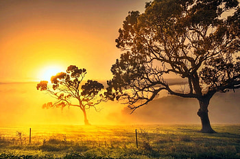 Golden Haze, wire fence, Australia, morning nature, beautiful, grass, sunrise, fog, field, yellow, trees, sky HD wallpaper