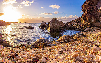 Turtles in Hawaii, coast, islands, turtles, rocks, beach, ocean, sunset HD wallpaper