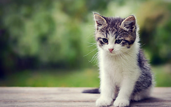 Sad, cute, cat, kitty HD wallpaper