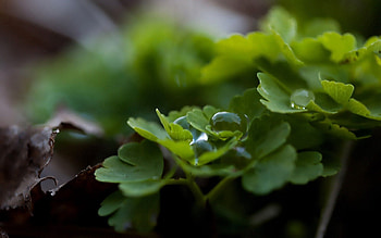 Grass, Leaves, Drops, Macro, Dew HD wallpaper