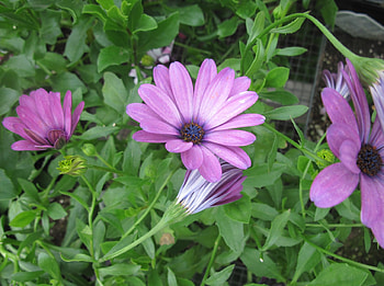 Flowers garden in greenhouse 83, pink, graphy, green, garden, flowers, Daisy HD wallpaper