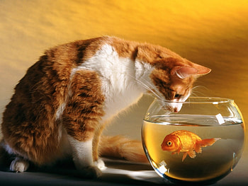 Animals, Cats HD wallpaper